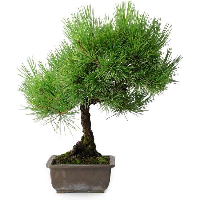 Pinus thunbergii, 43,5 cm, ± 20 jaar oud