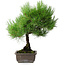 Pinus thunbergii, 43,5 cm, ± 20 ans