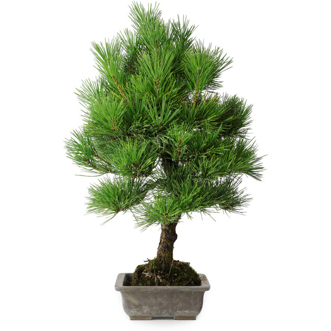 Pinus thunbergii, 53 cm, ± 20 years old, with chip of the edge
