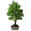 Pinus thunbergii, 53 cm, ± 20 jaar oud, met chip van de rand