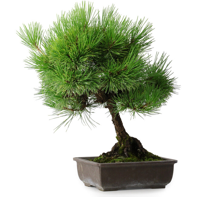 Pinus thunbergii, 43,5 cm, ± 20 years old