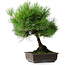 Pinus thunbergii, 43,5 cm, ± 20 ans