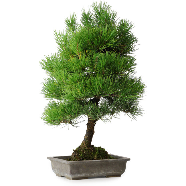 Pinus thunbergii, 53 cm, ± 20 years old, with chip of the edge
