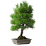 Pinus thunbergii, 53 cm, ± 20 jaar oud, met chip van de rand
