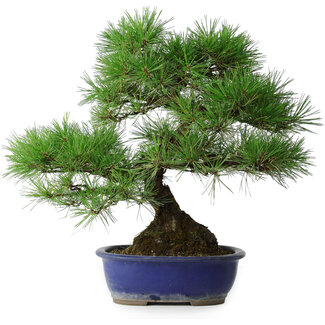 Pinus thunbergii, 45,5 cm, ± 20 ans