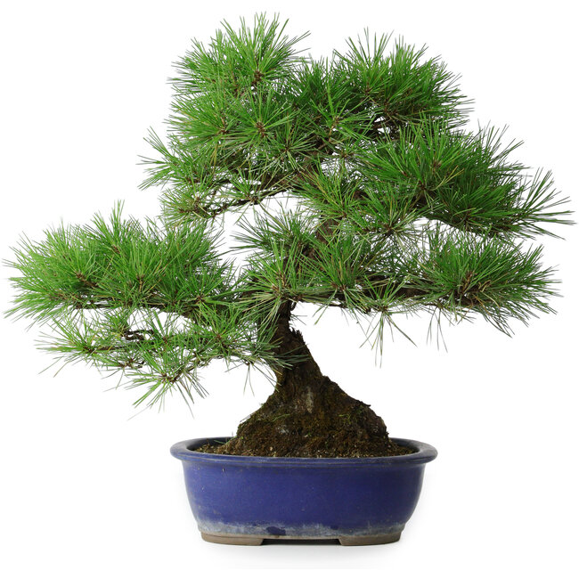 Pinus thunbergii, 45,5 cm, ± 20 ans