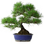 Pinus thunbergii, 45,5 cm, ± 20 jaar oud