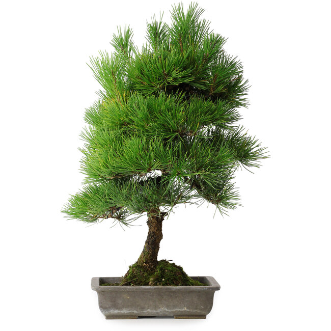 Pinus thunbergii, 53 cm, ± 20 jaar oud, met chip van de rand