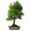 Pinus thunbergii, 53 cm, ± 20 jaar oud, met chip van de rand