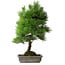 Pinus thunbergii, 53 cm, ± 20 years old, with chip of the edge