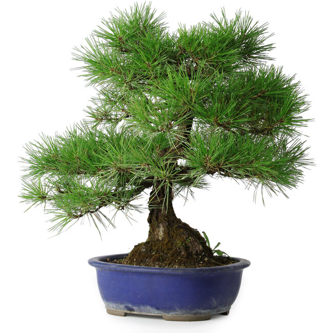 Pinus thunbergii, 45,5 cm, ± 20 Jahre alt