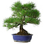 Pinus thunbergii, 45,5 cm, ± 20 ans
