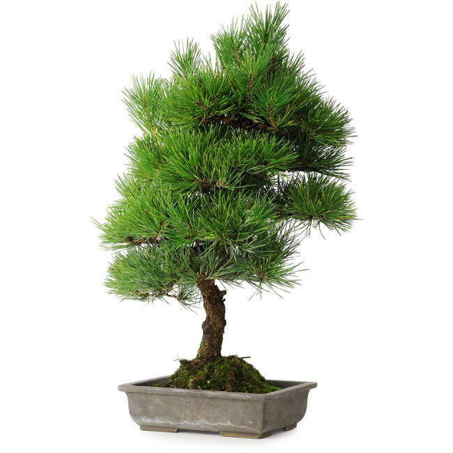 Pinus thunbergii, 53 cm, ± 20 Jahre alt, mit Absplitterung am Rand