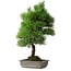 Pinus thunbergii, 53 cm, ± 20 years old, with chip of the edge
