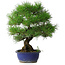 Pinus thunbergii, 45,5 cm, ± 20 jaar oud