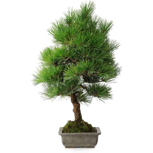 Pinus thunbergii, 53 cm, ± 20 anni, con scheggiatura del bordo