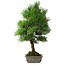 Pinus thunbergii, 53 cm, ± 20 jaar oud, met chip van de rand