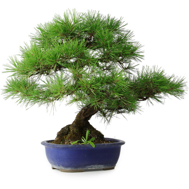 Pinus thunbergii, 45,5 cm, ± 20 ans