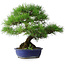 Pinus thunbergii, 45,5 cm, ± 20 jaar oud
