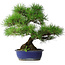 Pinus thunbergii, 45,5 cm, ± 20 ans