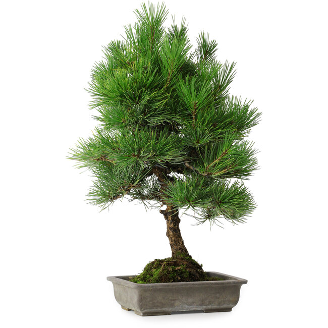 Pinus thunbergii, 53 cm, ± 20 years old, with chip of the edge