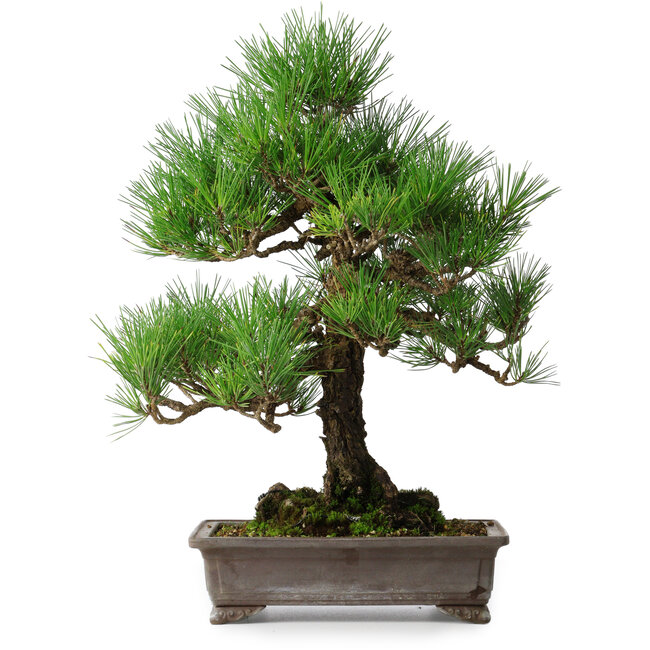 Pinus thunbergii, 46,5 cm, ± 25 jaar oud
