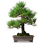 Pinus thunbergii, 46,5 cm, ± 25 jaar oud