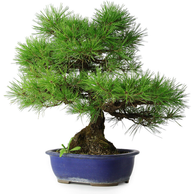 Pinus thunbergii, 45,5 cm, ± 20 Jahre alt