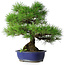 Pinus thunbergii, 45,5 cm, ± 20 ans