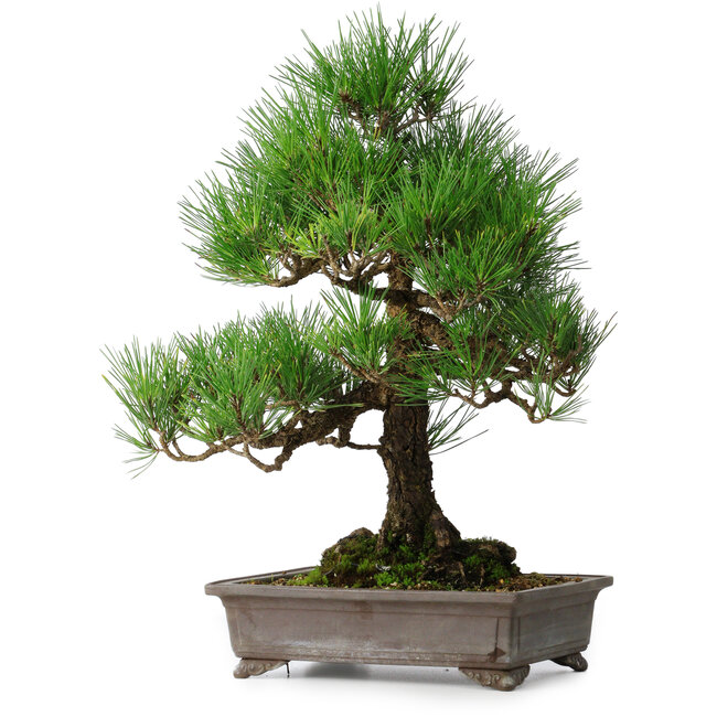 Pinus thunbergii, 46,5 cm, ± 25 ans
