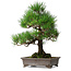 Pinus thunbergii, 46,5 cm, ± 25 ans