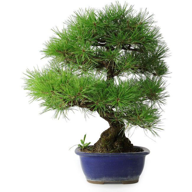 Pinus thunbergii, 45,5 cm, ± 20 years old