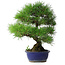 Pinus thunbergii, 45,5 cm, ± 20 ans