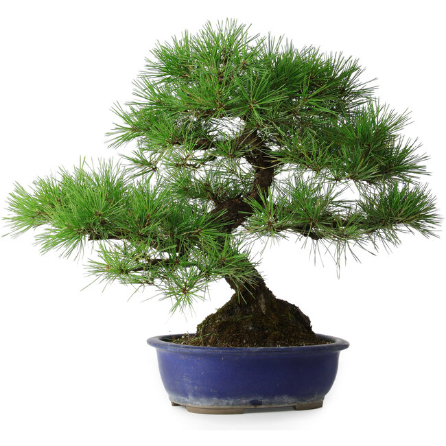 Pinus thunbergii, 45,5 cm, ± 20 years old
