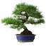 Pinus thunbergii, 45,5 cm, ± 20 ans