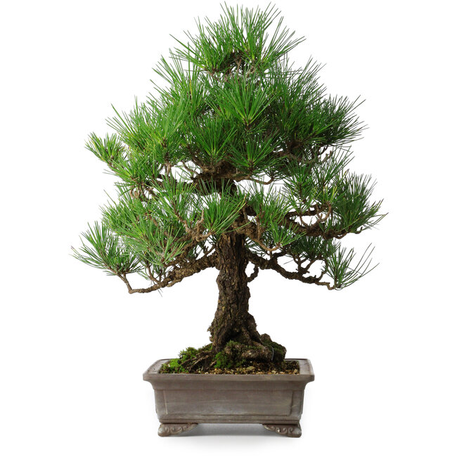 Pinus thunbergii, 46,5 cm, ± 25 ans