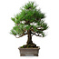 Pinus thunbergii, 46,5 cm, ± 25 ans