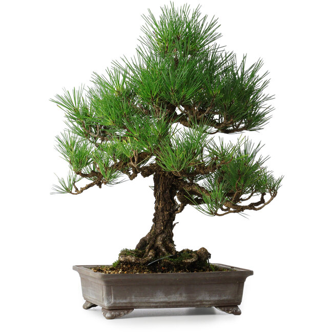 Pinus thunbergii, 46,5 cm, ± 25 años