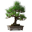 Pinus thunbergii, 46,5 cm, ± 25 jaar oud