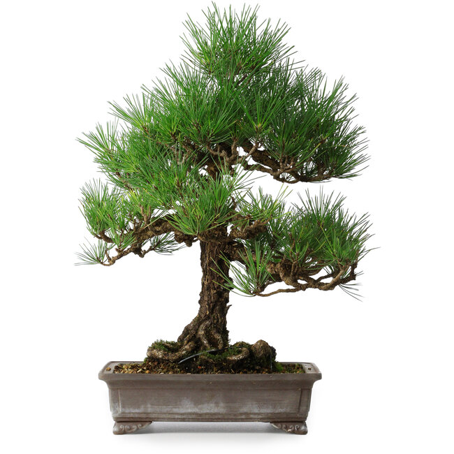 Pinus thunbergii, 46,5 cm, ± 25 Jahre alt