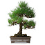Pinus thunbergii, 46,5 cm, ± 25 jaar oud