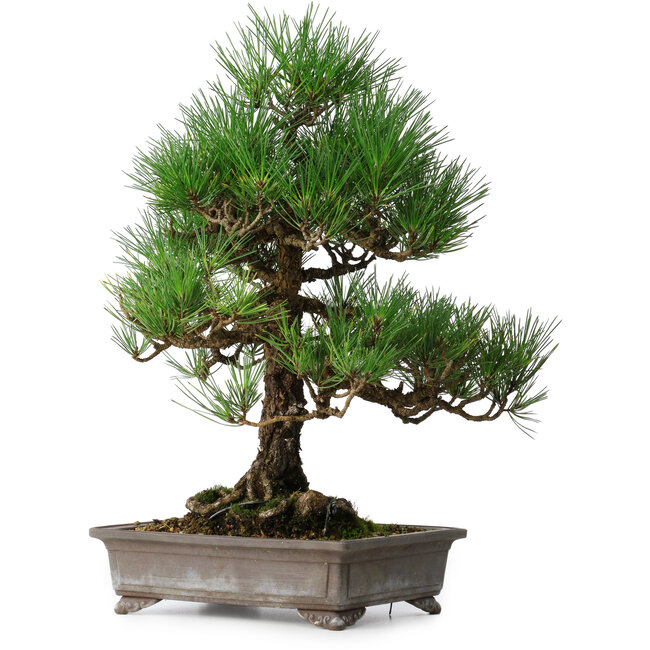 Pinus thunbergii, 46,5 cm, ± 25 years old
