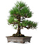 Pinus thunbergii, 46,5 cm, ± 25 años