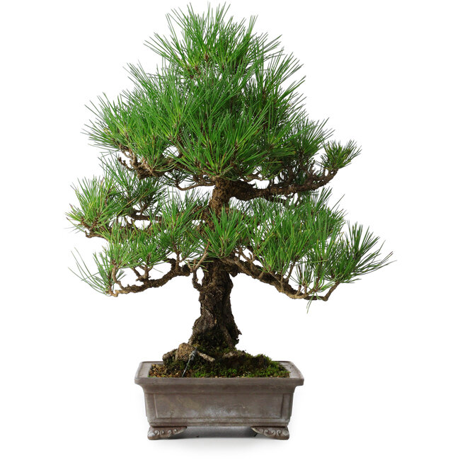Pinus thunbergii, 46,5 cm, ± 25 jaar oud