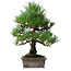 Pinus thunbergii, 46,5 cm, ± 25 jaar oud