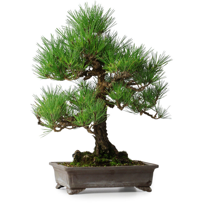Pinus thunbergii, 46,5 cm, ± 25 ans