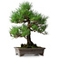 Pinus thunbergii, 46,5 cm, ± 25 jaar oud