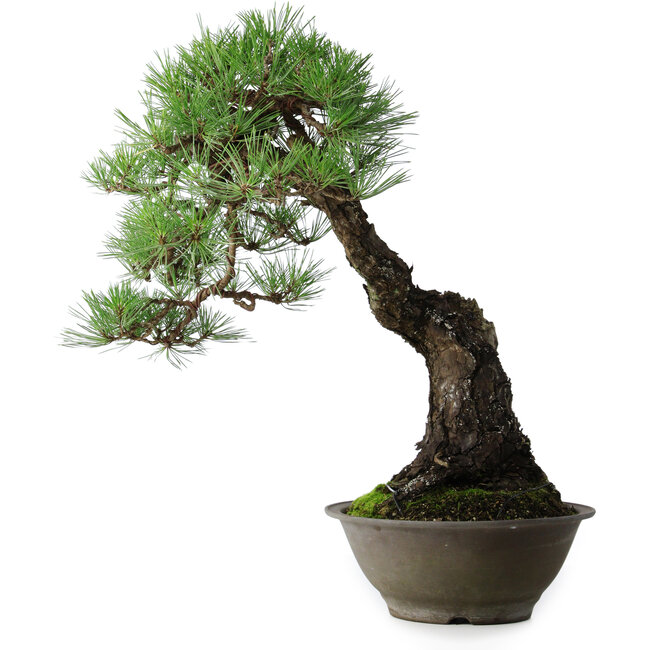 Pinus thunbergii, 57,5 cm, ± 60 jaar oud