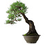 Pinus thunbergii, 57,5 cm, ± 60 jaar oud