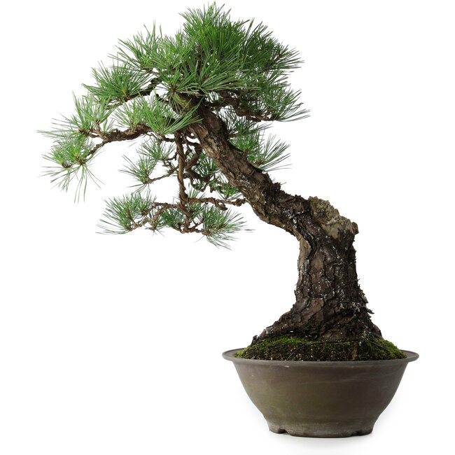Pinus thunbergii, 57,5 cm, ± 60 jaar oud